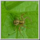 Xysticus ulmi - Krabbenspinne 03b.jpg